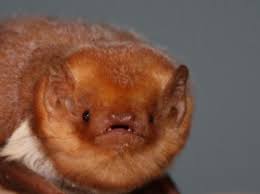bat image